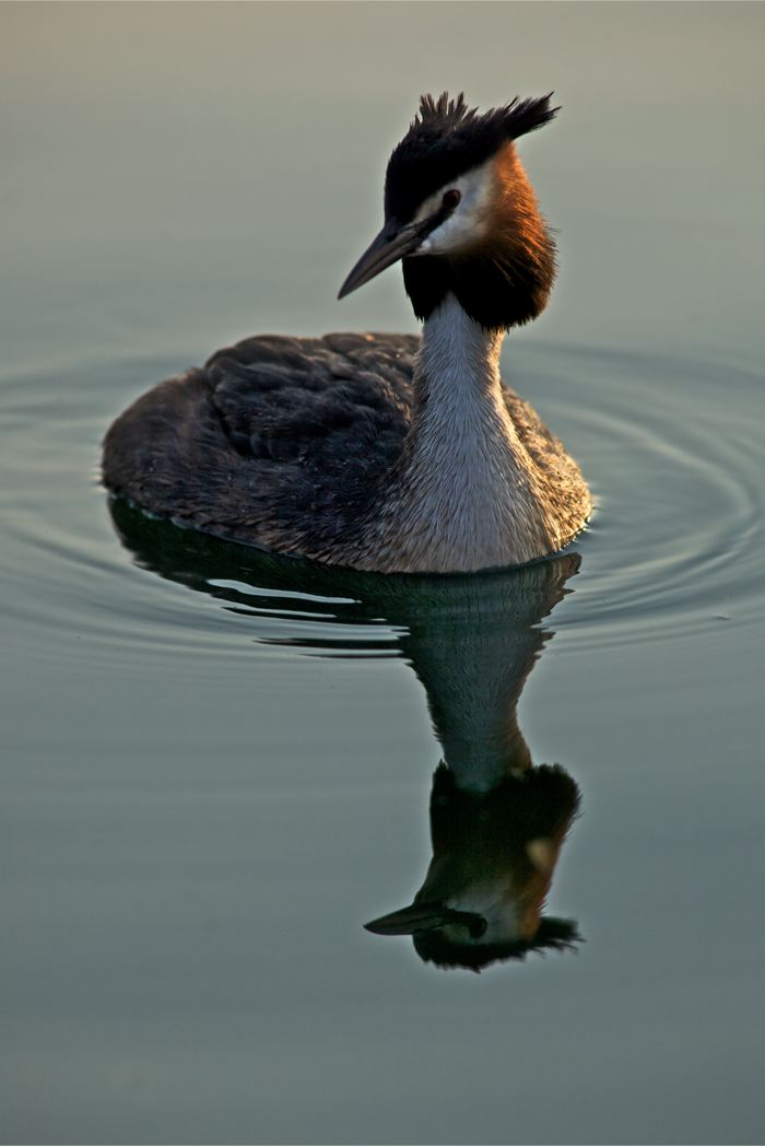 Podiceps a Bardolino